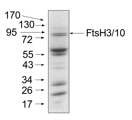 western blot detection using anti-FtsH3/10 antibodies